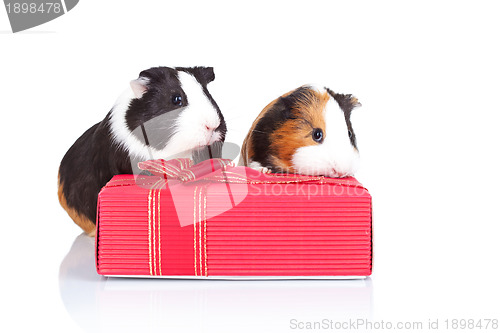 Image of  guinea pigs behind a red gift 