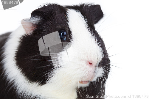 Image of adorable guinea pig isolated