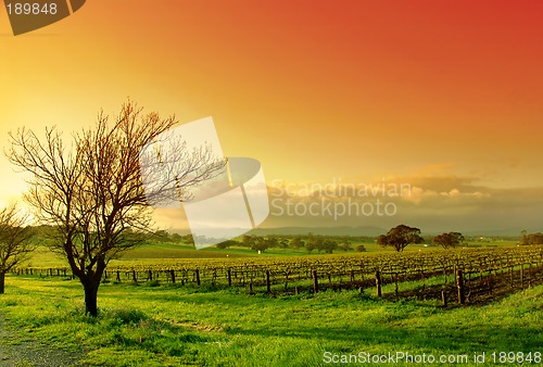 Image of Vineyard Landscape