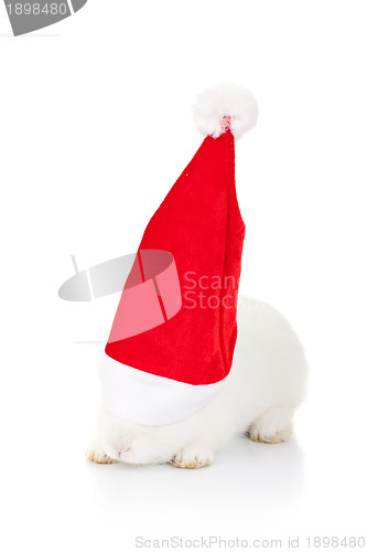 Image of rabbit wearing a santa hat