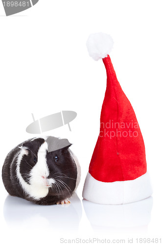 Image of guinea pig and a christmas hat