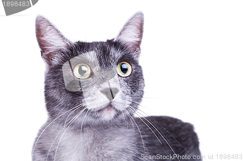 Image of cute head of a curious cat 