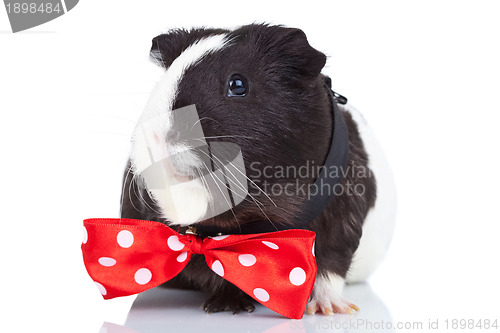 Image of guinea pig wearing a red bow tie