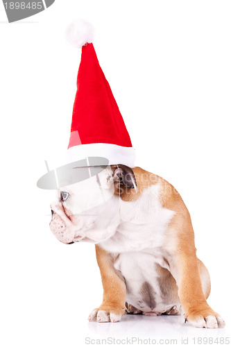 Image of bulldog wearing a santa big hat