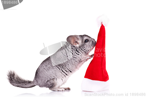 Image of chinchilla playing with  a red santa hat 