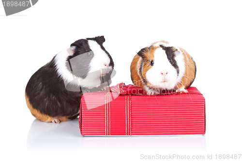 Image of guinea pigs sitting on a gift