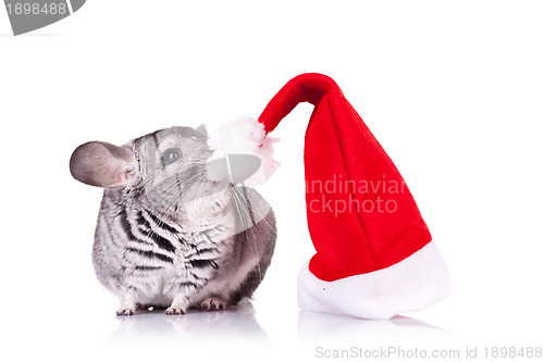 Image of cute chinchilla near a santa hat