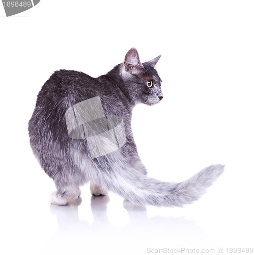 Image of back view of a nice gray cat 