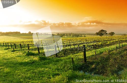 Image of Vineyard Sunrise