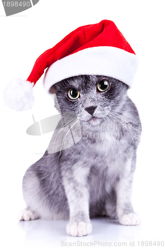 Image of cat wearing a santa hat looking to the camera 