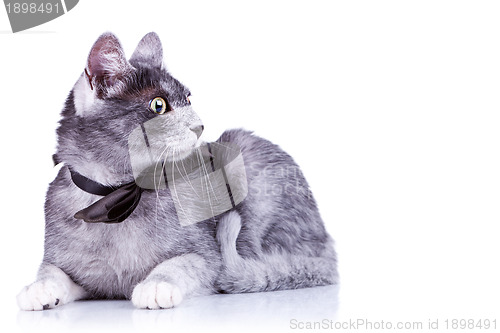 Image of cute cat with a bow tie at its neck 