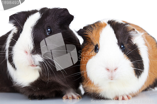 Image of Close up of two guinea pigs
