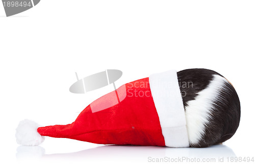 Image of guinea pig hidding in a christmas hat 