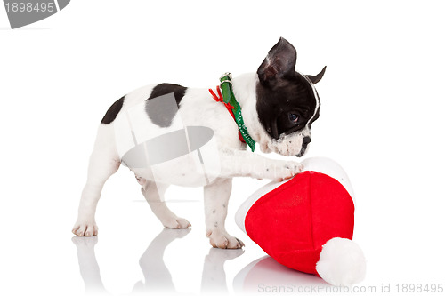 Image of puppy playing with a santa hat