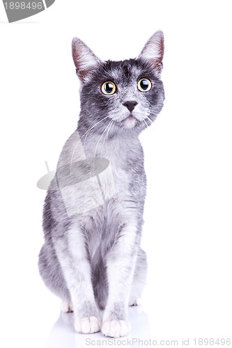 Image of adorable gray cat with great eyes