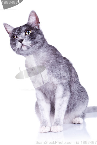 Image of suspicious gray cat