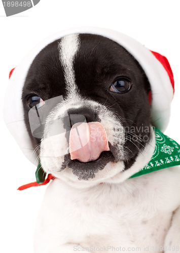 Image of cute little santa licking its nose