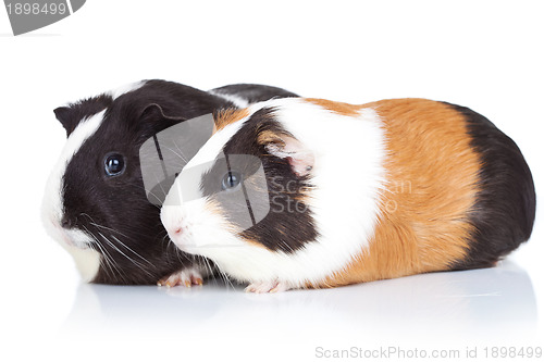 Image of Two cute guinea pigs