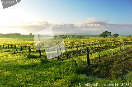 Image of Vineyard Sunrise