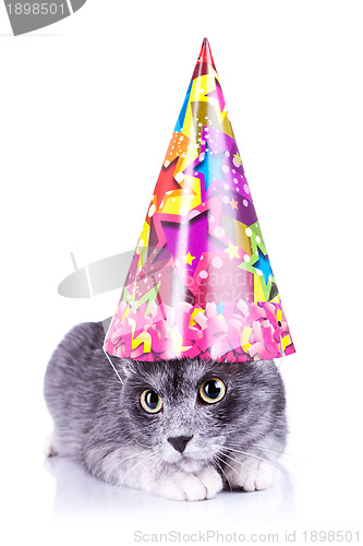 Image of cute cat wearing a party hat