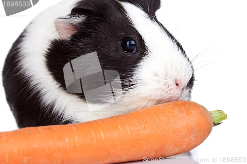 Image of guinea pig eating a carrot