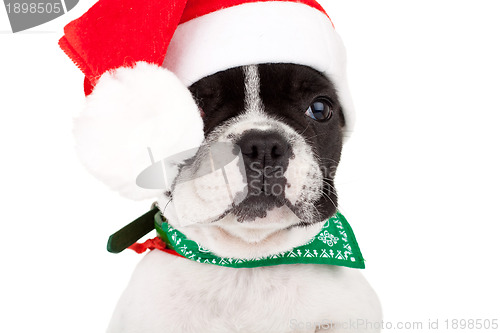 Image of french bulldog puppy wearing a santa cap