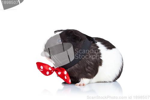 Image of guinea pig wearing a red bow tie