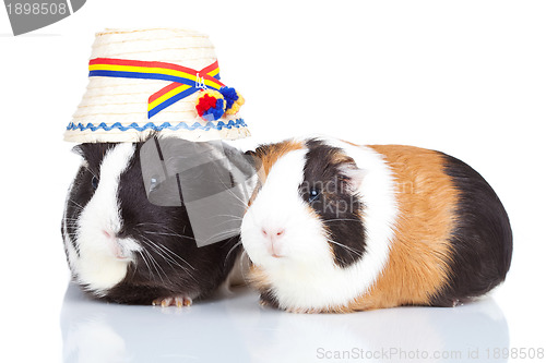 Image of  two guinea pigs with a romanian