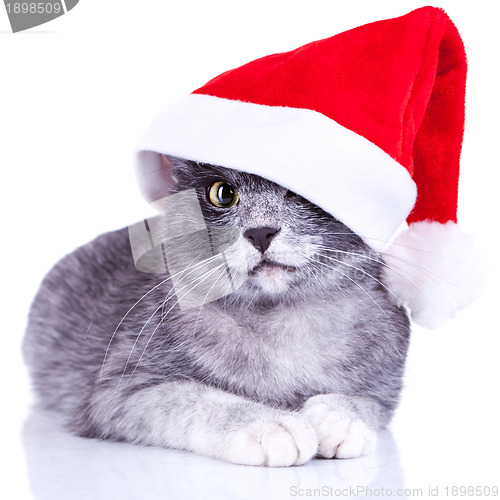 Image of adorable little kitty with a santa cap 