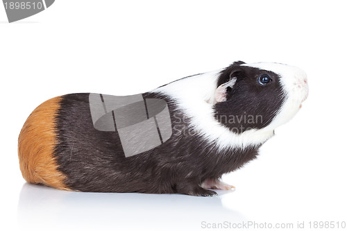 Image of Adorable black guinea pig