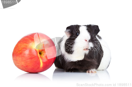 Image of Black guinea pig and a red apple