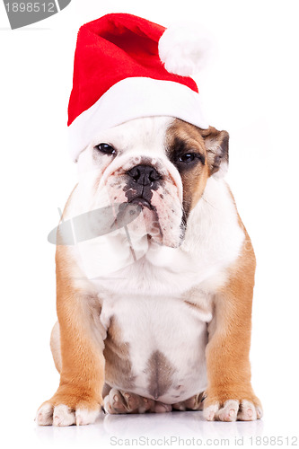 Image of suspicious santa english bulldog puppy 