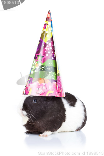 Image of guinea pig wearing a party hat 