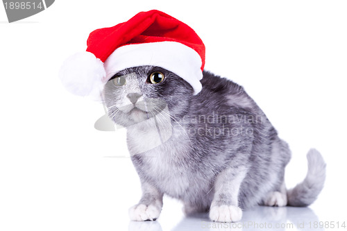 Image of curious cute cat wearing a santa hat 