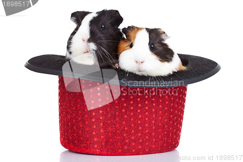 Image of guinea pigs sitting in a red hat