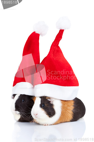 Image of guinea pigs with Christmas hat 