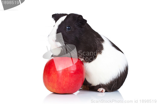 Image of guinea pig climbing on a red apple