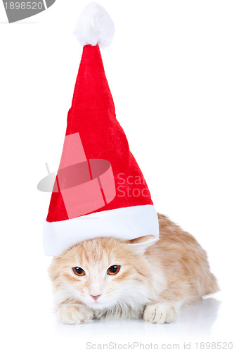 Image of  red and white cat wearing a santa hat