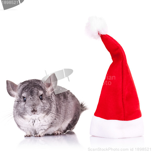 Image of chinchilla standing near a red santa hat