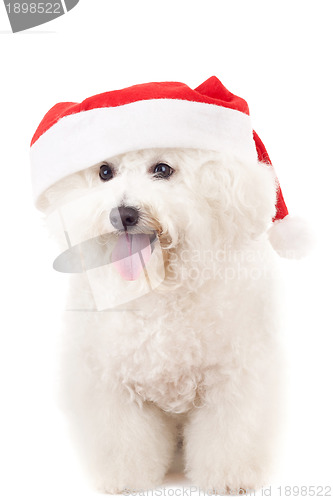 Image of bichon frise in a santa claus hat 
