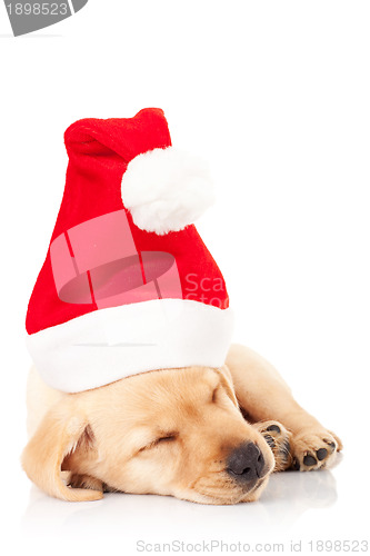 Image of santa labrador puppy sleeping