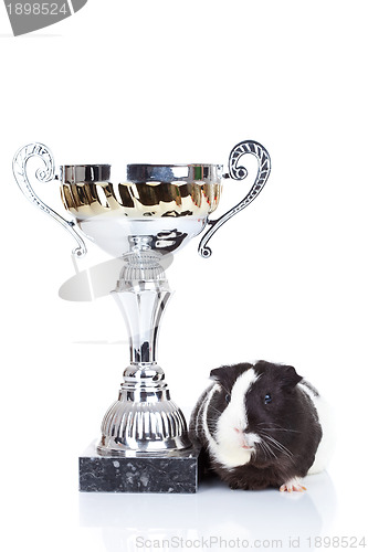 Image of guinea pig and a winners cup