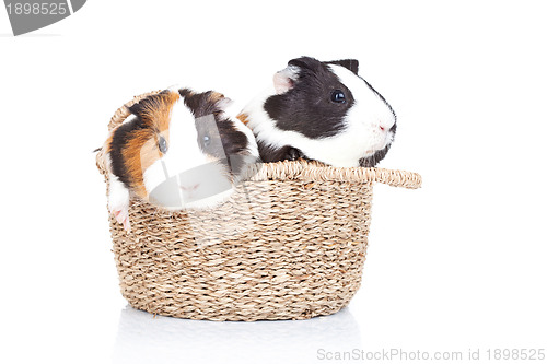 Image of two guinea pigs in a basket