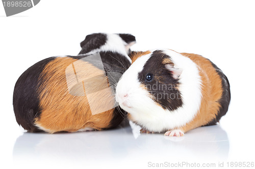 Image of two adorable guinea pigs