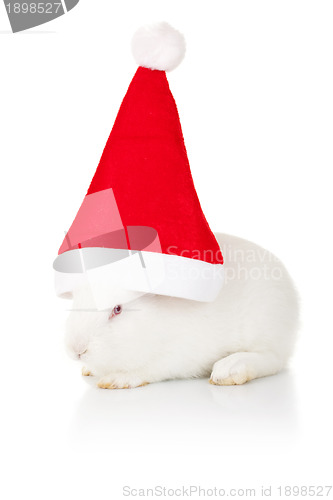 Image of white rabbit wearing a santa hat 