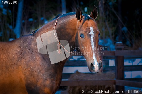 Image of Bay horse on winter's paddock