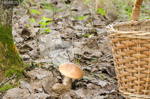 Image of red cap scaber stalk leccinum aurantiacum mushroom 