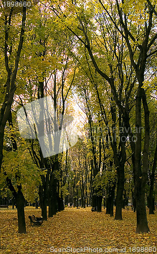 Image of autumn