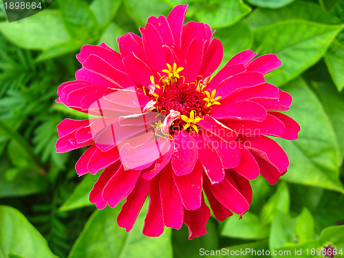 Image of Unique red flower