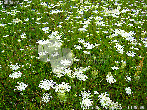 Image of summer landscape with field of white flowers